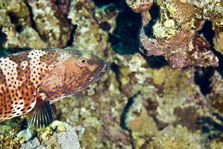 Red sea coralgrouper (Plectropomus pessuliferus)の写真素材