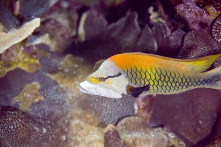 slingjaw wrasse (epibulus insidiator)の写真素材