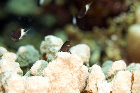 chestnut blenny (cirripectes castaneus)の写真素材