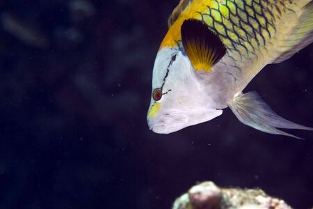 slingjaw wrasse (epibulus insidiator)の写真素材