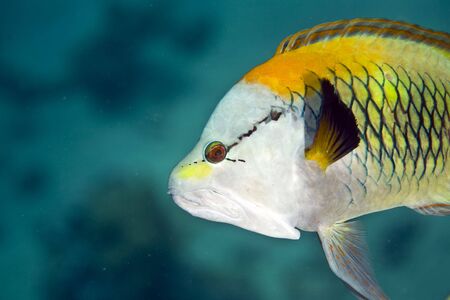 slingjaw wrasse (epibulus insidiator)の写真素材