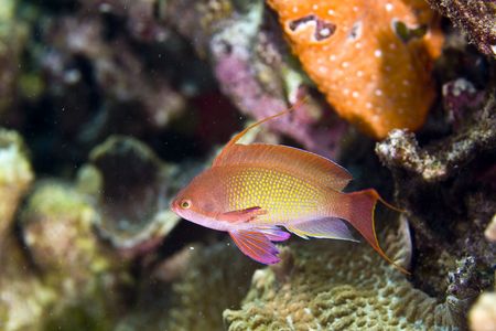 oman anthias (pseudoanthias marcia)の写真素材