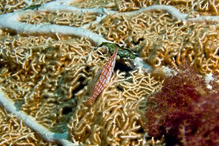 longnose hawkfish (oxycirrhitus pinnulatus)