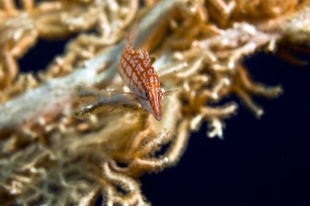 longnose hawkfish (oxycirrhitus pinnulatus)