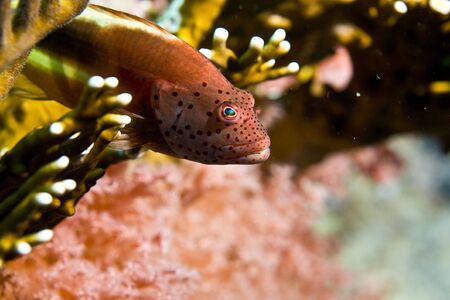 freckled hawkfish (paracirrhites forsteri)の写真素材