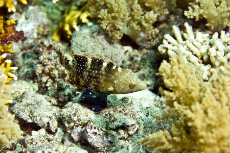 wrasse