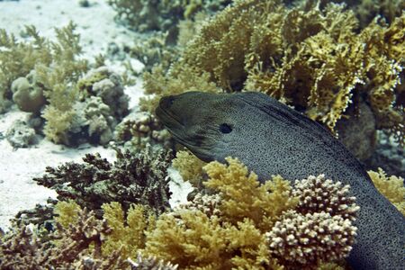 Giant moray (gymnothorax javanicus)の写真素材