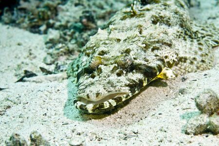indean ocean crocodilefish (papilloculiceps longiceps)の写真素材