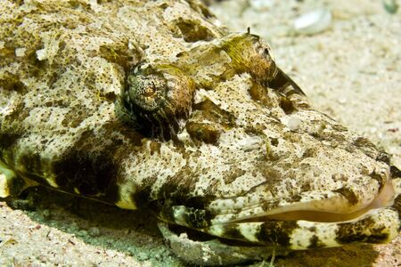 indean ocean crocodilefish (papilloculiceps longiceps)の写真素材