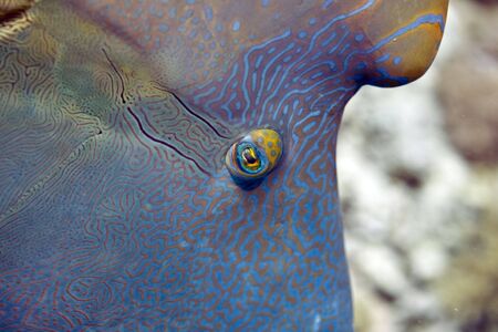 Napoleon wrasse (Cheilinus undulatus)の写真素材