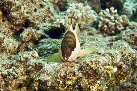blacktip grouper (epinephelus fasciatus)の写真素材