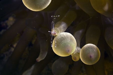 bubble anemone with cave cleaner shrimp (urocaridella sp.)の写真素材