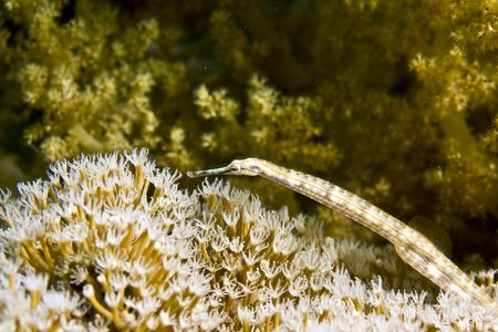 red sea pipefish (corythoichthys sp.)の写真素材