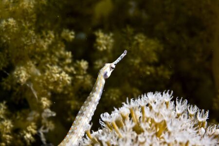 red sea pipefish (corythoichthys sp.)の写真素材