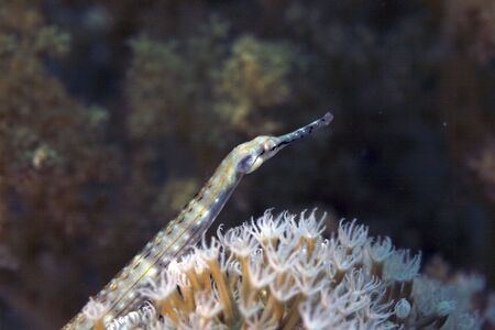 red sea pipefish (corythoichthys sp.)の写真素材