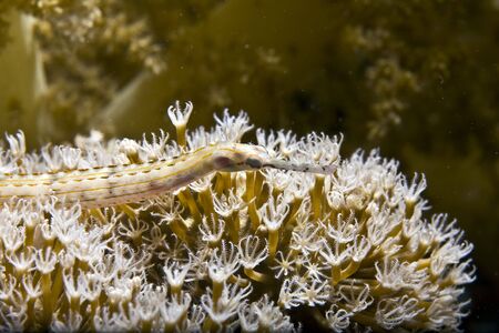 red sea pipefish (corythoichthys sp.)の写真素材