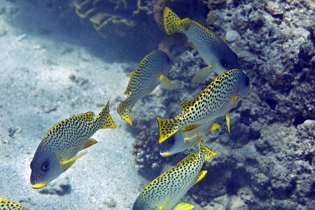 blackspotted sweetlips (plectorhinchus gaterinus)の写真素材