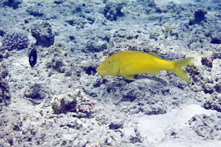 yellowsaddle goatfish (parupeneus cyclostomus)の写真素材