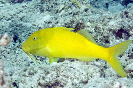 yellowsaddle goatfish (parupeneus cyclostomus)の写真素材