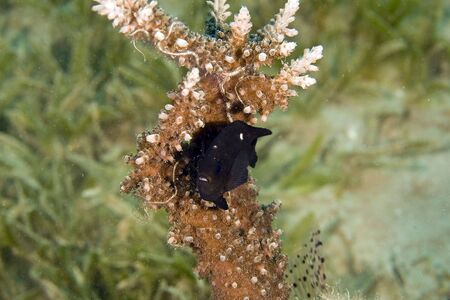 three-spot dascyllus (dascyllus trimaculatus) next to a acropora.の写真素材