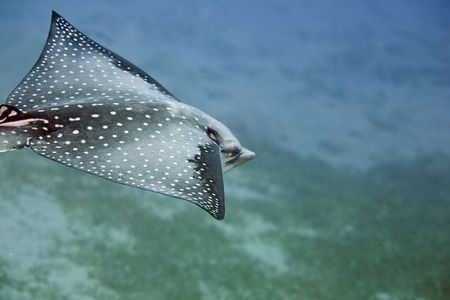 Spotted Eagle Ray (Aetobatus narinari)の写真素材