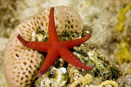 ghardaqa sea star (fromia ghardaqana)