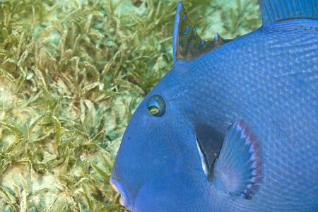 blue triggerfish (pseudobalistes fuscus)の写真素材