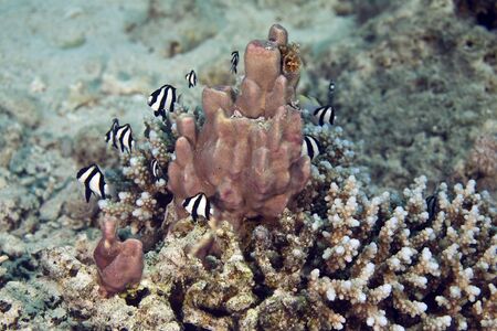 hambug dascyllus (dascyllus aruanus)の写真素材