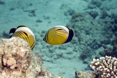 exquisite butterflyfish (chaetodon melapterus)の写真素材