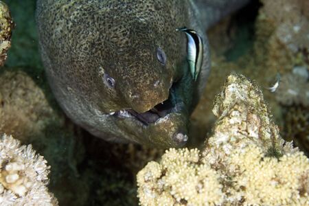 Giant moray (gymnothorax javanicus)の写真素材