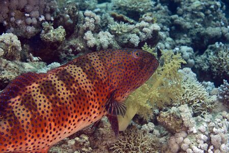 coralgrouper (Plectropomus pessuliferus)の写真素材