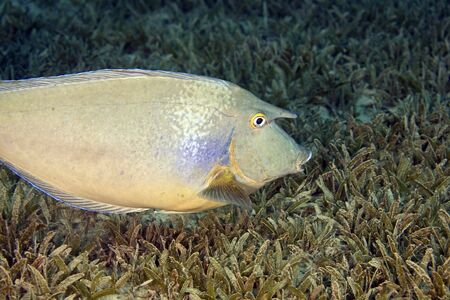 bluespine unicornfish (naso unicornis)