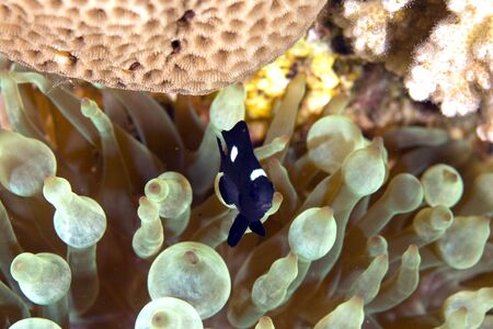 three-spot dascyllus juv. (dascyllus trimaculatus)の写真素材