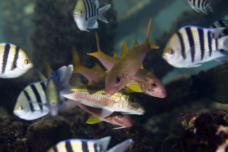 indo-pacific sergeant (abudefduf vaigiensis)