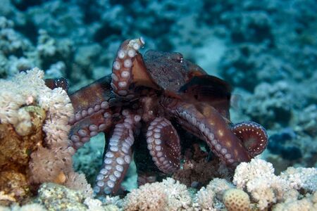 reef octopus (octopus cyaneus)の写真素材