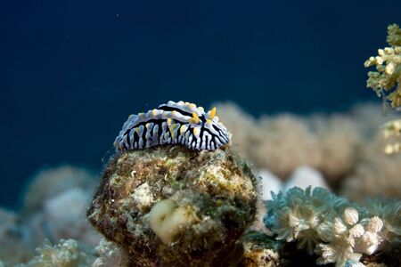 varicose wart slug (phyllidia varicosa)の写真素材