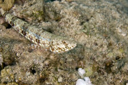 reef lizardfish (synodus variegatus)の写真素材