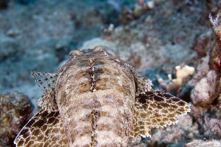 indean ocean crocodilefish (papilloculiceps longiceps)の写真素材