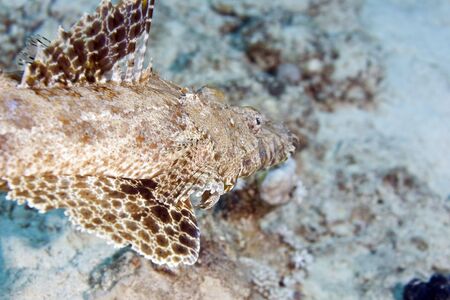 indean ocean crocodilefish (papilloculiceps longiceps)の写真素材