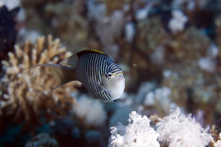 zebra angelfish fem. (genicanthus caudovittattus)の写真素材