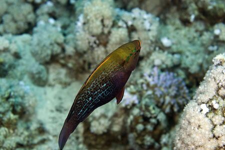 dusky parrotfish (scarus niger)の写真素材