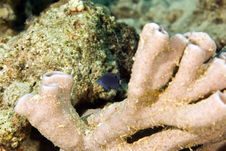 one spot demoiselle (chrysiptera unimaculata)の写真素材