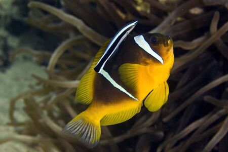 anemonefish (Amphipiron bicinctus) getting cleaned by a cleaner mimic (aspidontus taeniatus)の写真素材