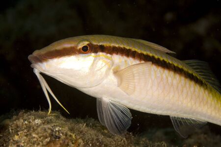 goatfish (parpeneus forsskali)の写真素材