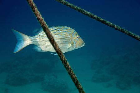 mahsena emperor (lethrinus mahsena)