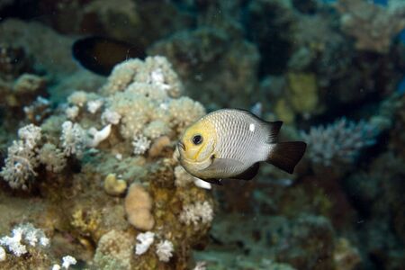three-spot dascyllus (dascyllus trimaculatus)の写真素材