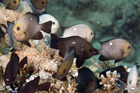 three-spot dascyllus (dascyllus trimaculatus)の写真素材