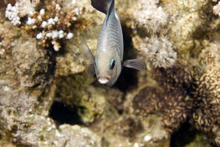 three-spot dascyllus (dascyllus trimaculatus)の写真素材