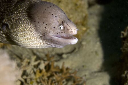 grey moray (gymnothorax griseus)