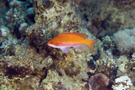 oman anthias (pseudoanthias marcia)
